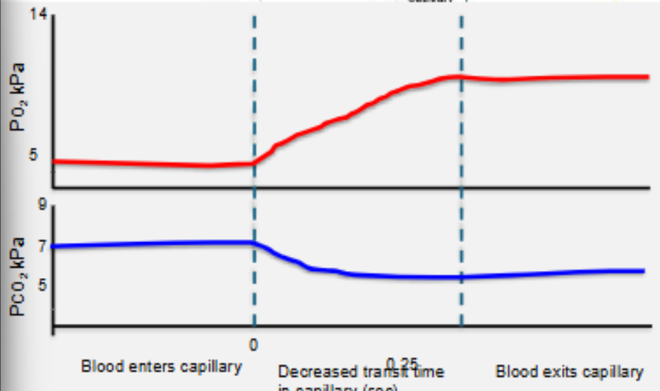 <ul><li><p>results in type 1 respiratory failure (hypoxia)</p></li></ul><p></p>