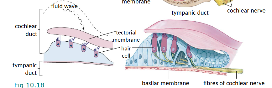 <p>tectorial membrane so that pressure wave of fluid is felt</p>