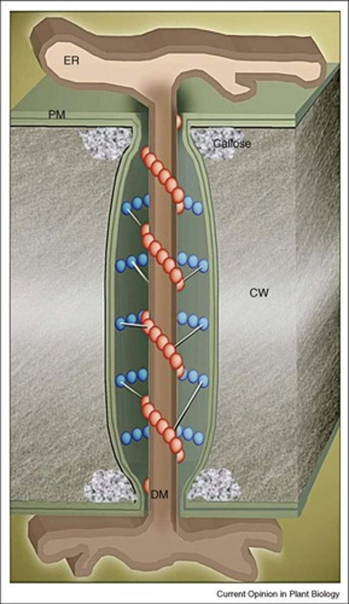 <p>Callose regulates the size-exclusion limit of plasmodesmata, slows down pathogen spread, and is involved in wound response and sieve-pore genesis.</p>