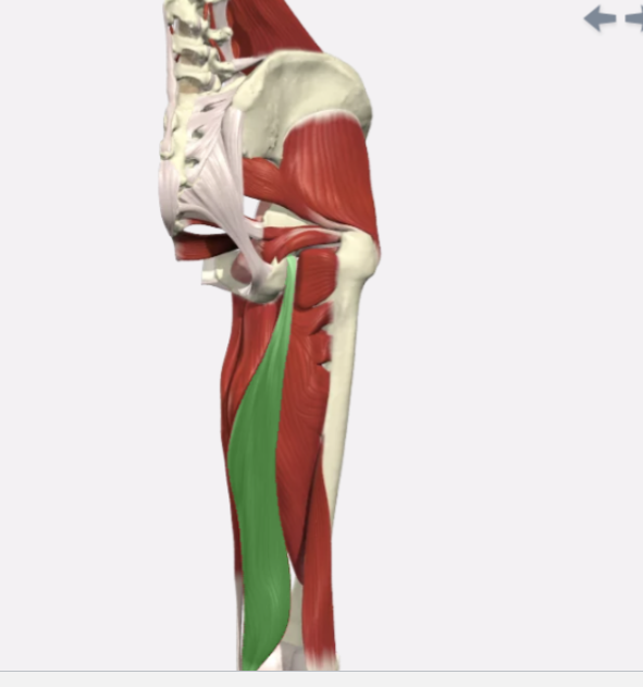 <p>Semimembranosus</p>