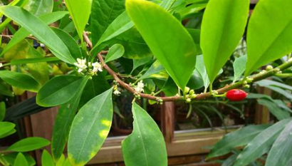 <p>-naturally occuring → esterified with methanol and benzoic acid → cocaine</p><p>-IN: erythroxylon coca (leaves)</p><p>-Cocaine: local anesthetic, narcotic</p>