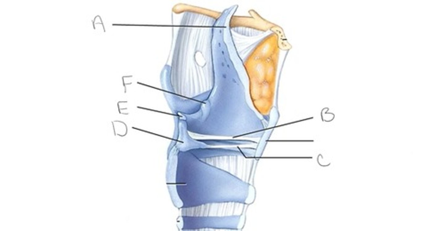 <p>F</p>