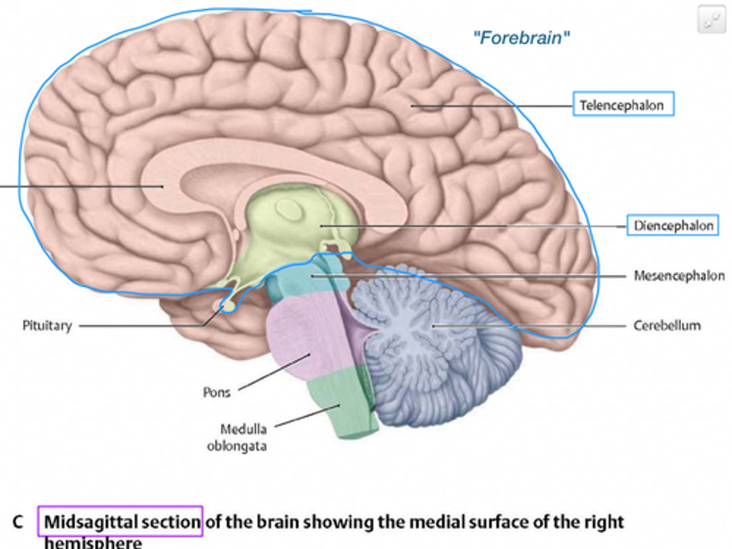 <p>Cerebrum<br>Interbrain<br>Limbic system</p>