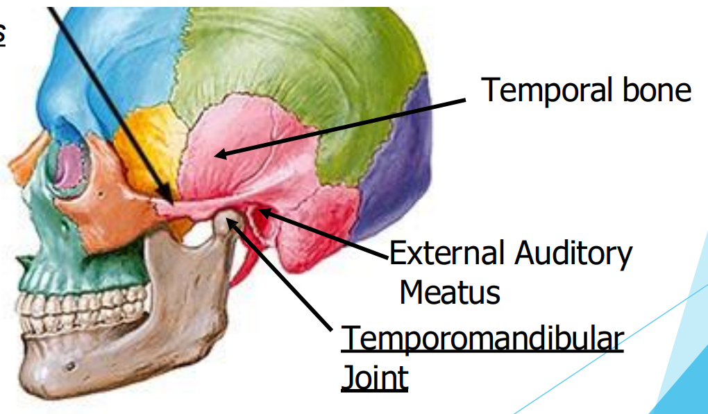 <p>Only synovial joint in the skull</p><p>Permits movement in three planes</p><p>Involves: Head of mandible, articular tubercle of the temporal bone, and the mandibular fossa</p>