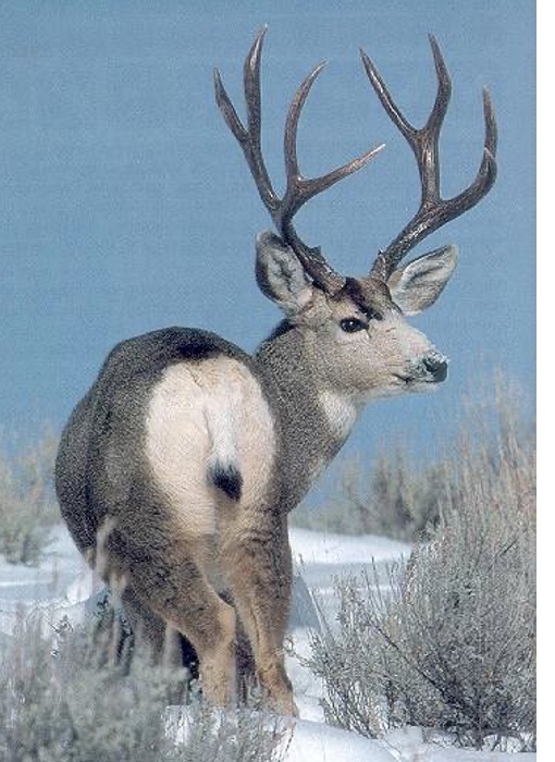 <p>Genus,species and habitat?</p>