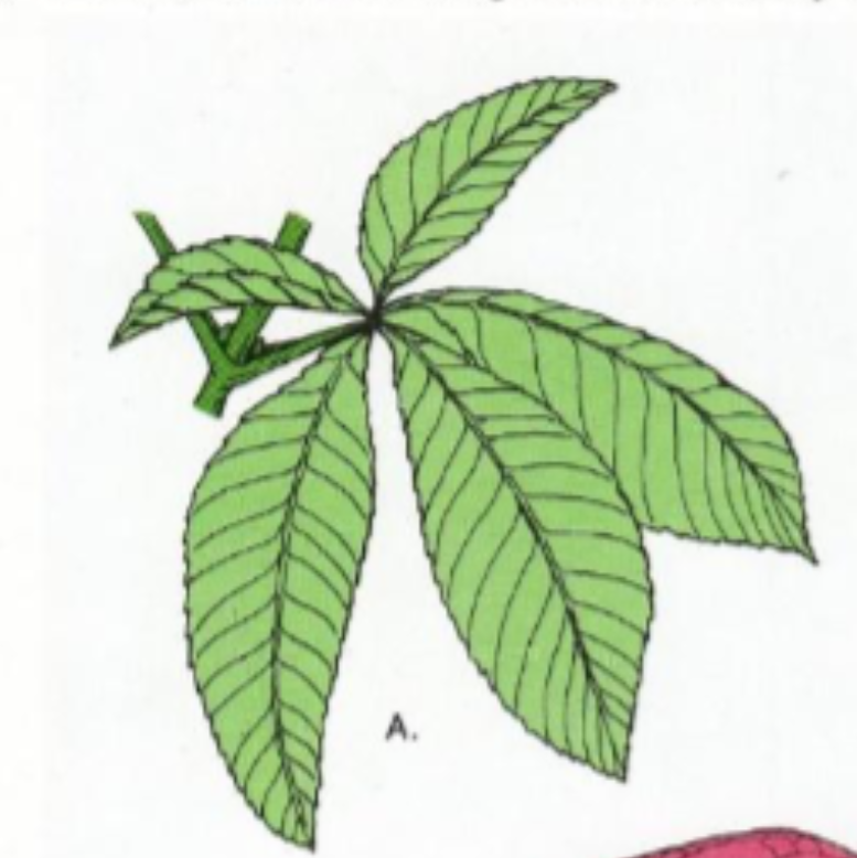 <p>Flere små blader (fingre) som utgår fra et felles punkt på bladstilken</p><p>Ser ut som en hånd med utspredte fingre</p><p>Eks: Hestekastanje</p>
