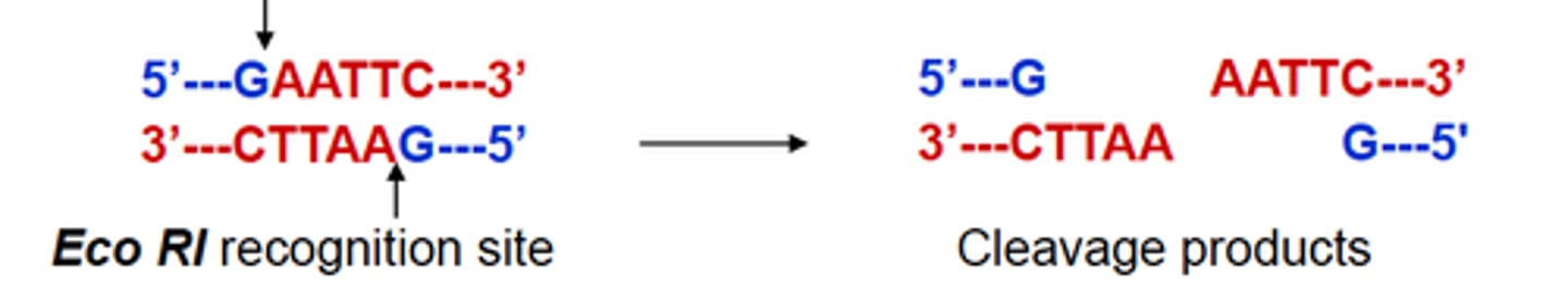 <p>- They are bacterial endonucleases<br>- They recognize and cleave specific DNA sequences (4-12 nt long)<br>- They leave either a 5' overhand blunt end, or a 3' overhang<br>- Mutations in sequence sites can result in either loss of gain of a recognition sequence<br>- Used in Southern blot or the restriction fragment length polymorphism (RFLP) assay (mutations with loss or gain of a cleavage recognition site)</p>