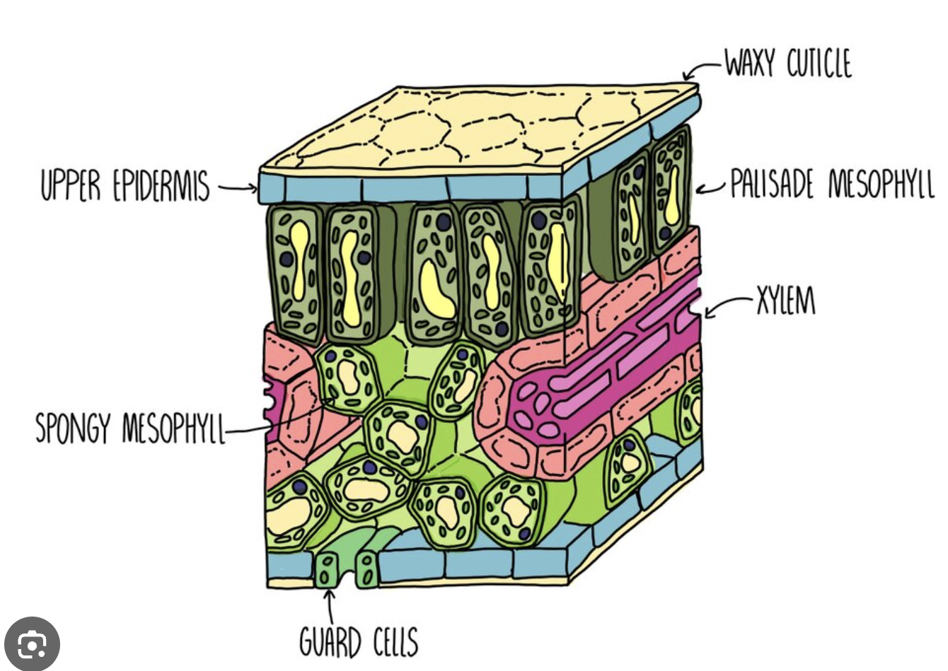 Layers of plant tissue 
