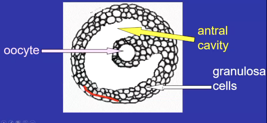 <p>formation of a fluid-fileld cavity (antrum) with the granulosa layers</p><p>antrum accumulates and supplies oocyte with nutrients and metabolic waste</p>