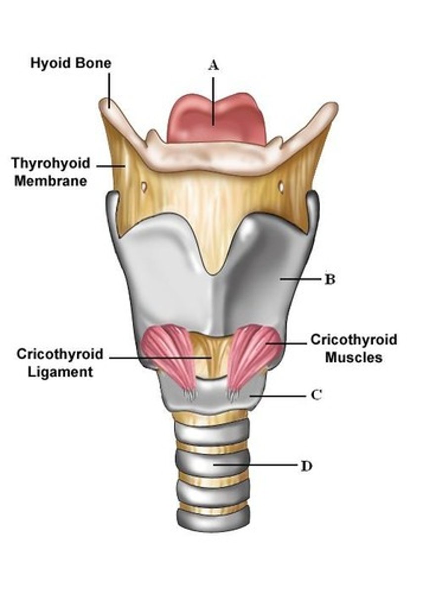 <p>voice box; passageway for air moving from pharynx to trachea; contains vocal cords</p>