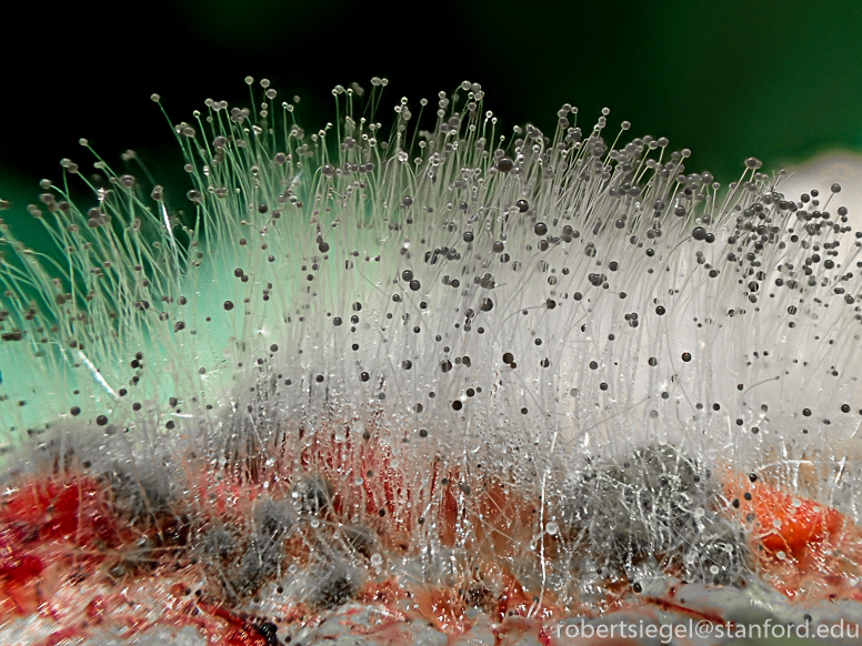 <p>Structure of mucorales?</p>