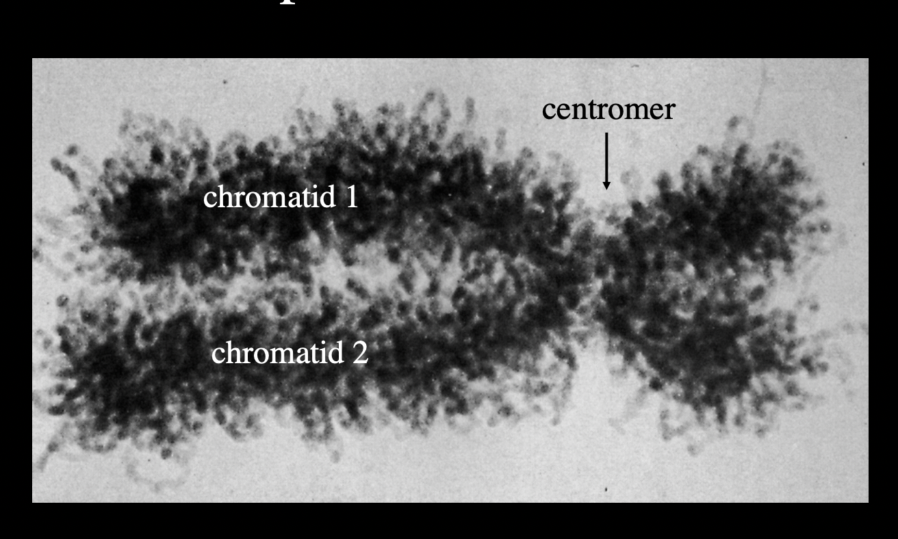 <p>MAR</p><ul><li><p>matrix-associated regions</p></li></ul><p><em>or</em></p><p>SAR</p><ul><li><p>scafford-associated regions</p></li></ul><p></p>