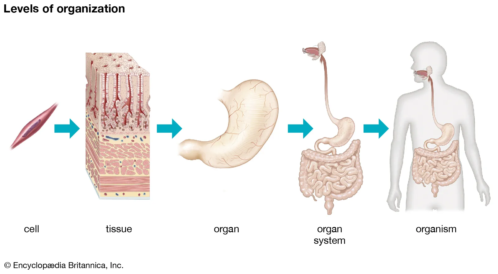 <p>Cells → Tissues → Organs → Organ systems → Organism</p>