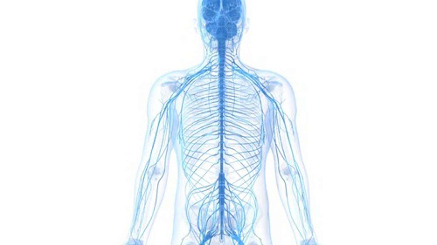 <p>The Peripheral Nervous System is the system of nerves that connect the CNS, mainly the spinal chord to the skin, muscles and organs in the body.</p>