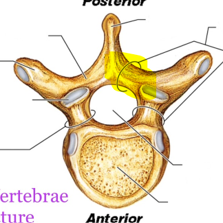 <p>What is the highlighted structure?</p>