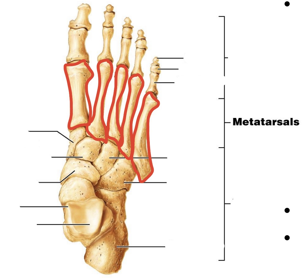 <p><span><span>Metatarsals (numbered from medial to lateral)</span></span></p>