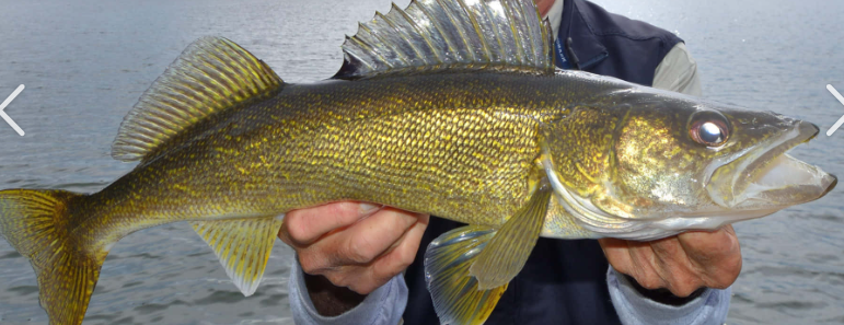 <p>What fish is this and how do you know</p>