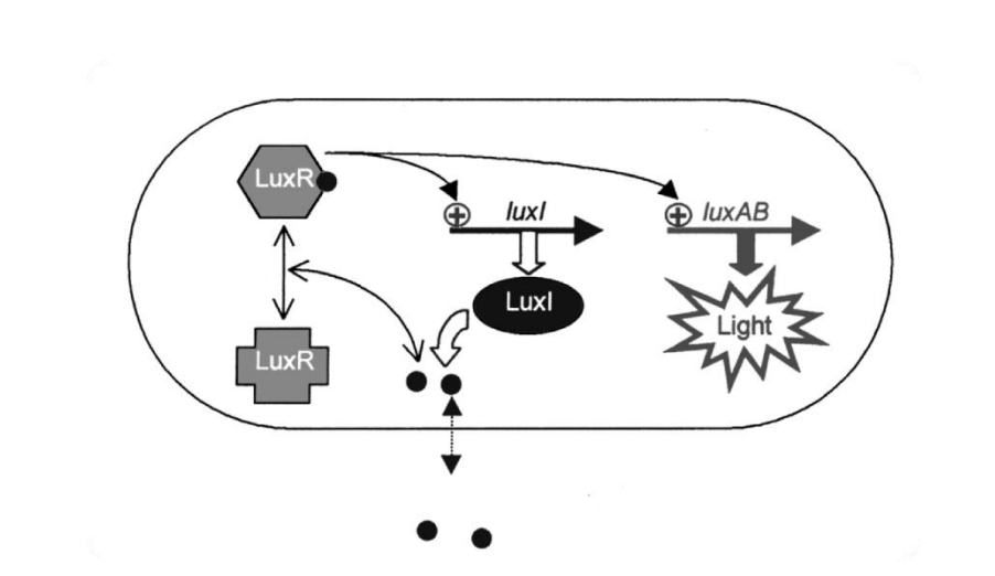<ul><li><p>bioluminescence due to </p></li><li><p>expression of luxA and luxB</p></li></ul><p></p>