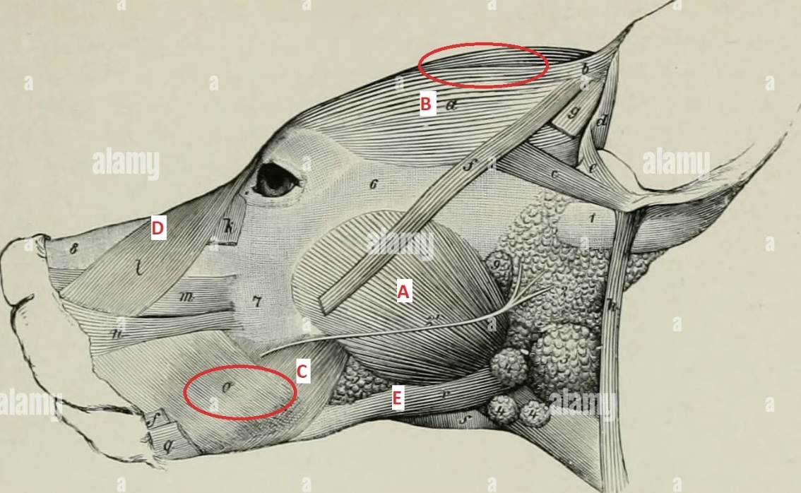 <p>List the muscles shown below in order (A-E).</p>