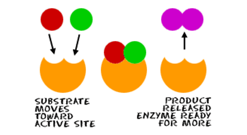 <p><span><span>Enzymes can combine substrates into a single product. They need energy for this.</span></span></p>