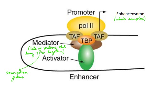 <p>Interaction between enhancer binding factors and promoter binding factors to form an enhanceosome</p>