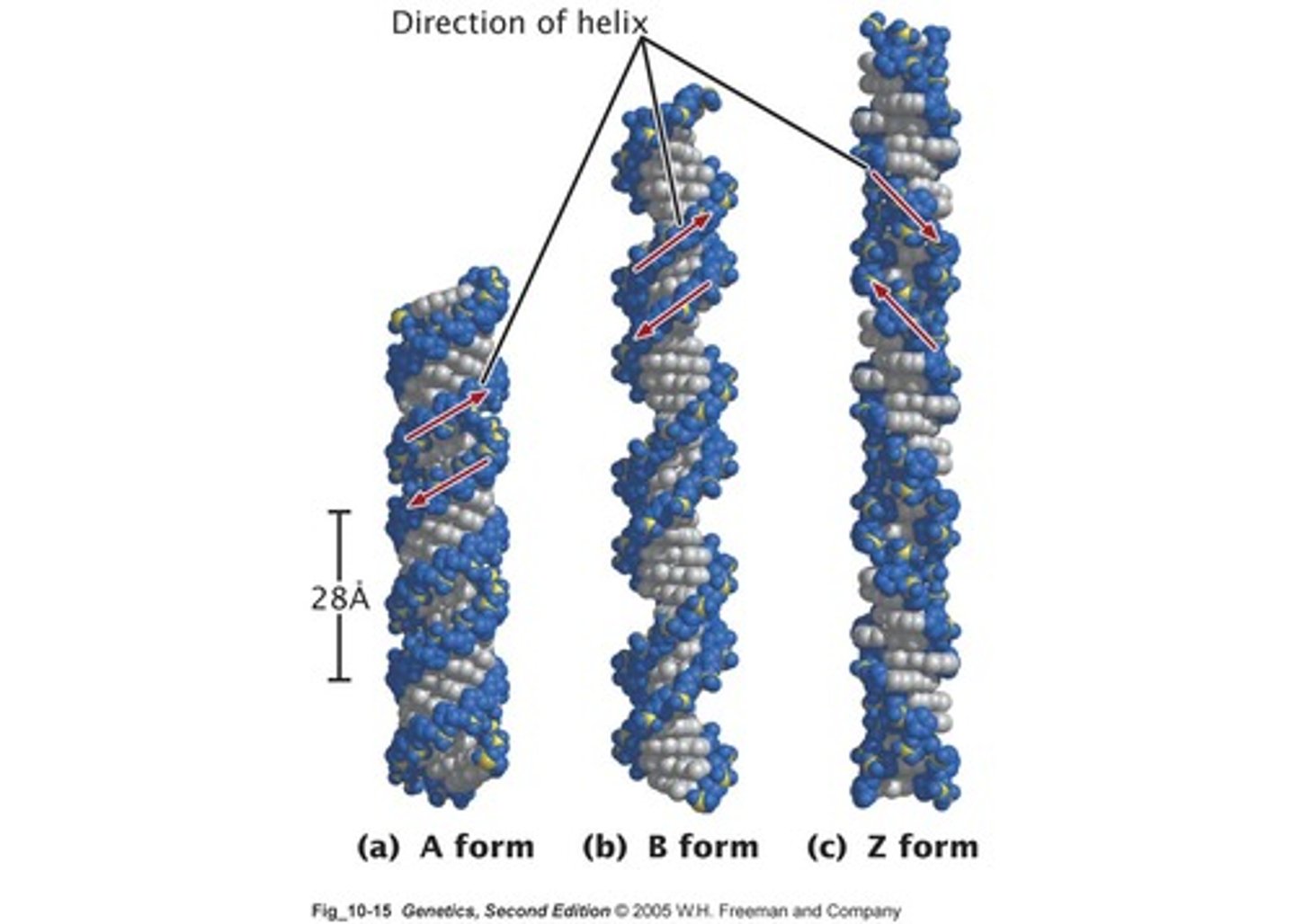 <p>A form, B form, and Z form.</p>