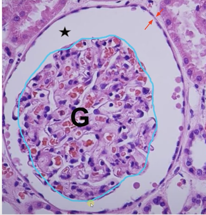<p>A ball of blood vessels in the kidney (the blue). Filters blood</p>