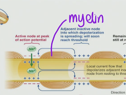 <p>The stuff wrapped around an axon is called myelin that supports the cell</p>