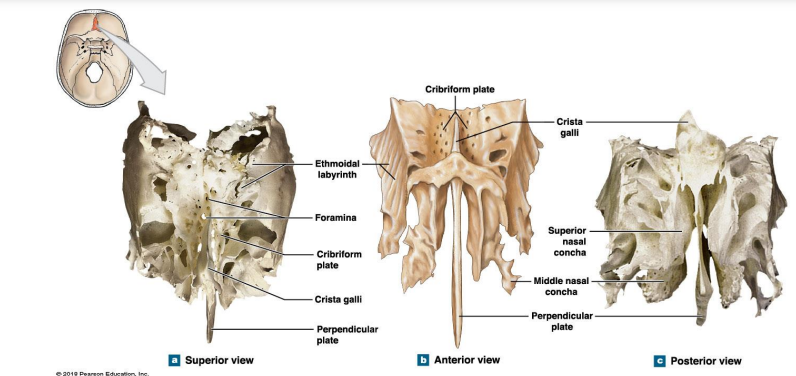 <ul><li><p>Cribriform plate</p></li><li><p>Ethmoidal labyrinth</p></li><li><p>Perpendicular plate (olfactory receptors)</p></li></ul>