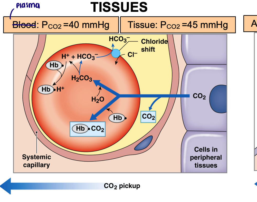 <ul><li><p>Plasma P<sub>CO2</sub> = 40 mmHg</p></li><li><p>Tissue P<sub>CO2</sub> = 45 mmHg</p></li><li><p>Carbon dioxide diffuses into capillary down its partial pressure gradient </p></li><li><p>Absorbed by RBCs </p></li><li><p>Carbaminohemoglobin  (23%)</p></li><li><p>Converted to carbonic acid (70%)</p></li><li><p>Bicarbonate is moved into the plasma in exchange for chloride </p></li></ul><p></p>