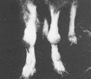 <p>What viral disease of small ruminants is abbreviated CAE, is a retrovirus, RNA and enveloped, and has two syndromes: encephalomyelitis in kids and arthritis in goats over 1 year old?</p>