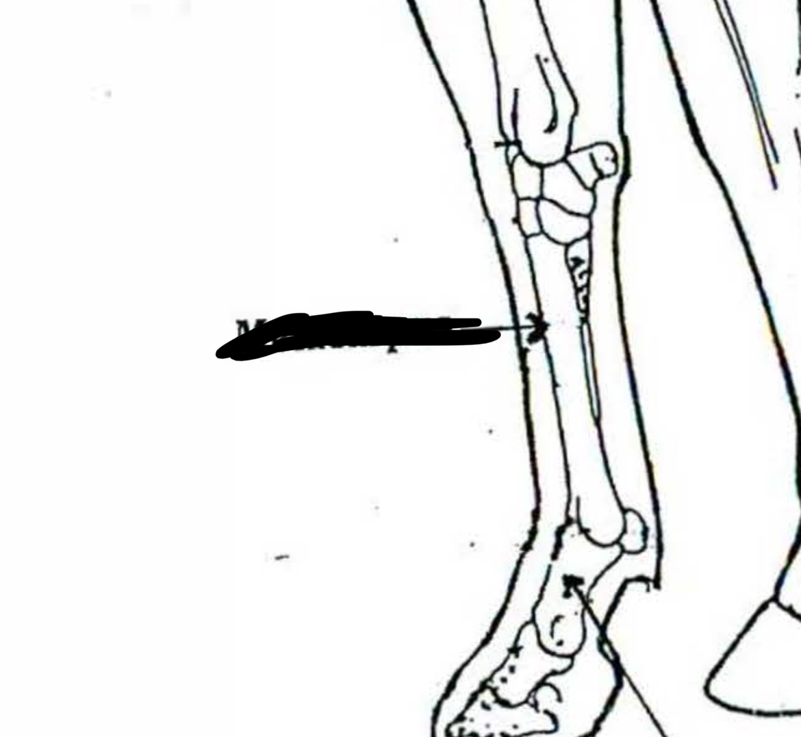 <p>Horse </p>