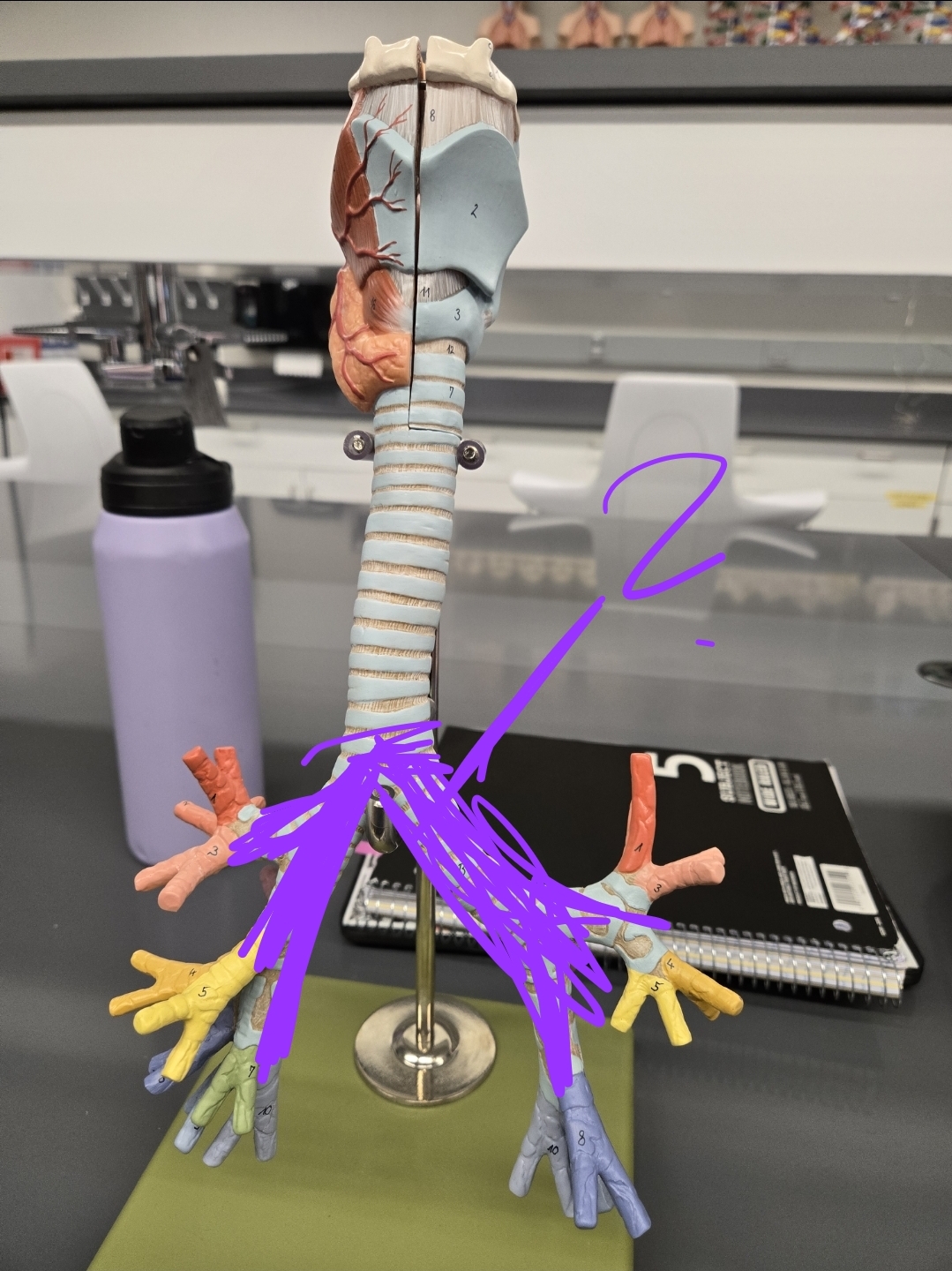 <p>Larynx, Trachea, and Bronchi model: What structure is this?</p>