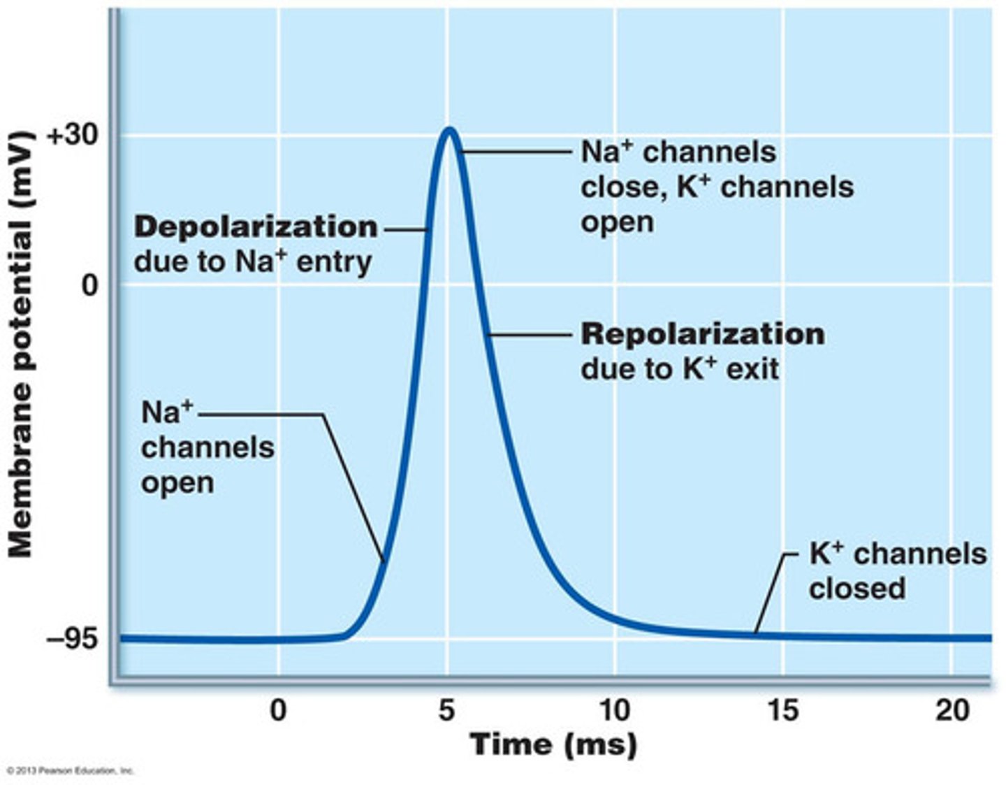 <p>depolarization</p><p>repolarization</p><p>hyperpolarization,</p><p>refractory period</p>