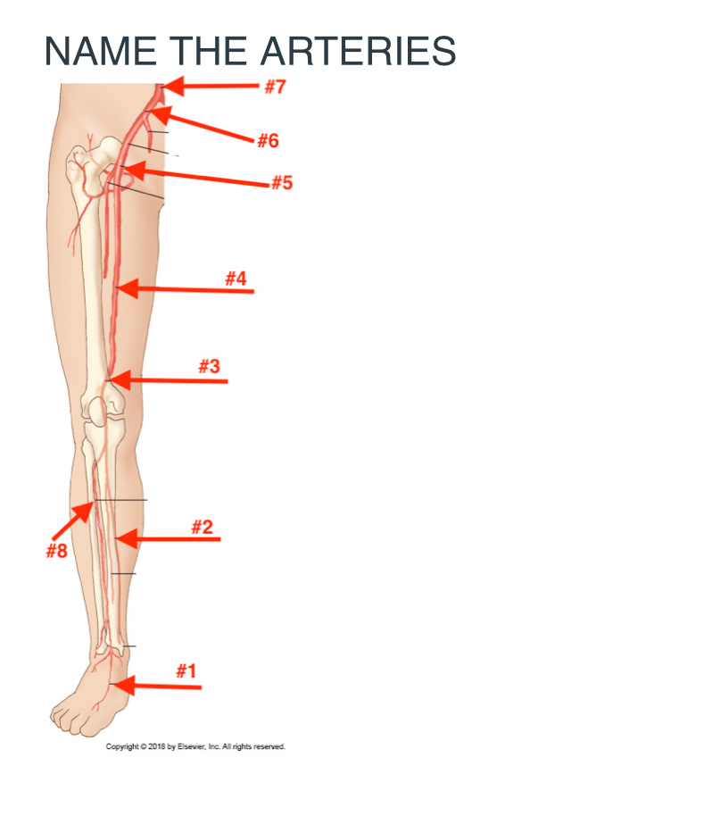 <p><span>Name the arteries </span></p>