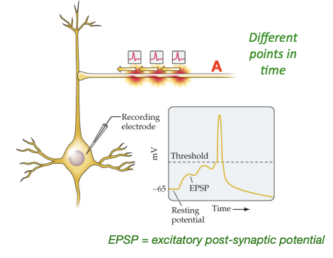 <p>Excitatory potentials from the same presynaptic input arrive close in time to one another (“train” of APs), and build on one another to potentially cause an action potential in the post-synaptic neuron</p>