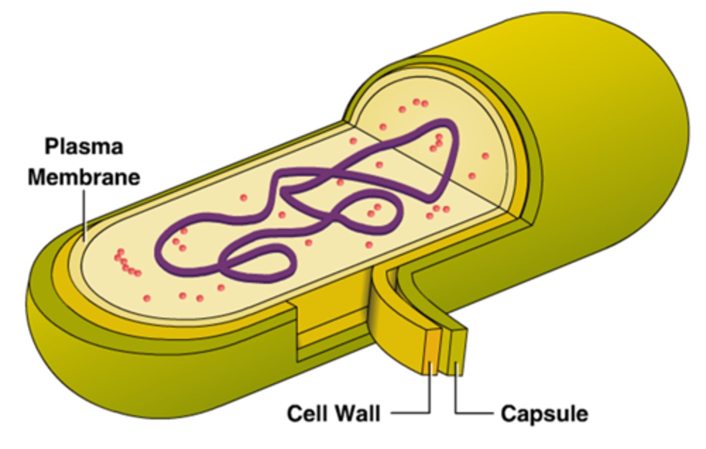 <p>A polysaccharide outer layer that protecting the prokaryotic organisms and allow it to adhere to surfaces.</p>
