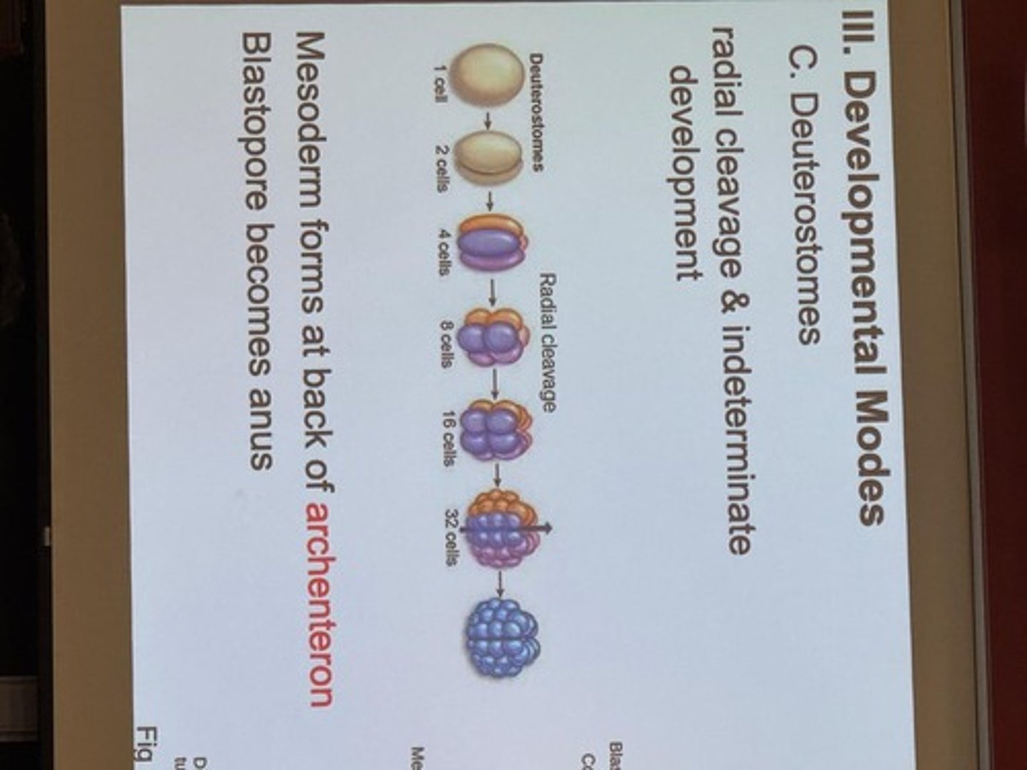 <p>Viruses that require a host cell to replicate.</p>