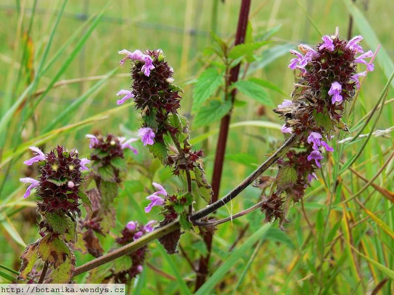 <p>Ballota nigra - Lamiaceae</p>