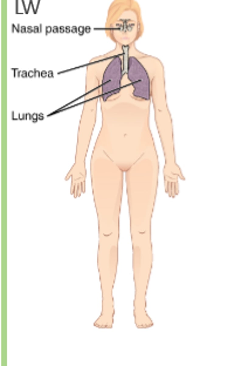 <p>takes in oxygen to send to cells for respiration</p>