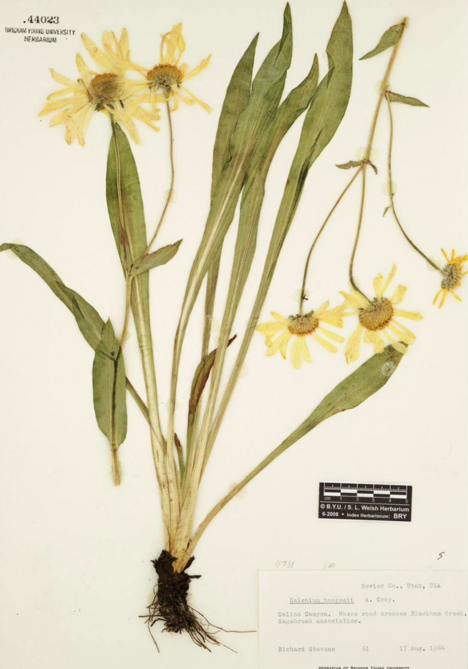 <p>Long leaves, long parallel veins. Flowers have 3 lobed petal, flower heads have domed center.</p>