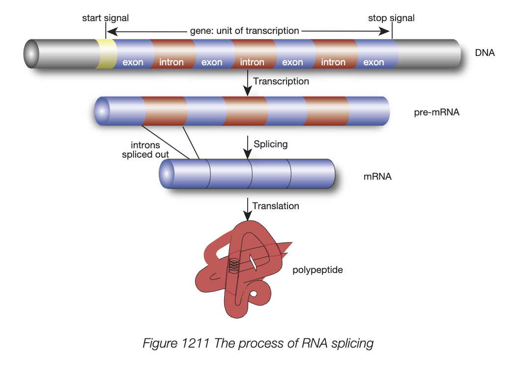 <ul><li><p>intial product of transcription is primary transcript - has both introns and exons </p></li><li><p>only exons are expressed as polypeptide, therefore introns in the pre-mRNA molecule (after transcription) must be removed</p></li></ul><ul><li><p>occurs in the nucleus, produces mature mRNA molecule</p></li><li><p>intron/exon junction recognised by snRNP proteins, cluster together to form splieceosome</p></li><li><p>splieceosome cleaves introns, joins 2 ends of exon togehter - mRNA now ready to leave for cytosol (mature mRNA)</p></li></ul><p></p>