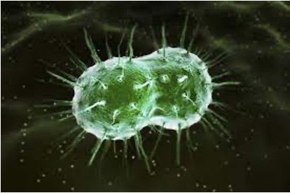 <p>Bacterial prefix that describes bacteria that occur as <strong>pairs of cells </strong>joined together </p>