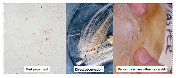 <ul><li><p>Direct observation —> harvest mites, lice, fleas (cats readily remove), Otodectes (via otoscope)</p></li><li><p>Coat brushing and wet paper test —> fleas, cheyletiella</p></li><li><p>Acetate tape impression (unstained) —> Demodex gatoi, Cheyletiella</p></li><li><p>Skin scraping</p></li><li><p>Hair plucks and trickography —> Demodex injai (less invasive)</p></li></ul><p></p>