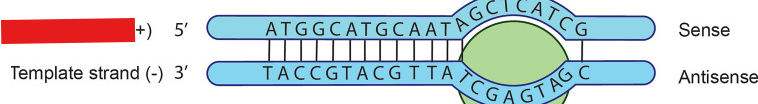 <p>Strand on the opposite side of template strand. This strand will have the same genetic code as the mRNA except for thymine being exchanged with uracil.</p>