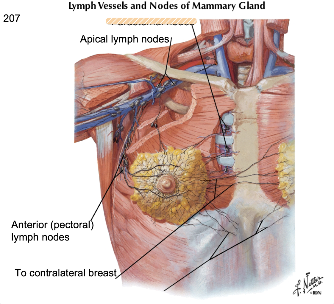 <p><strong>Medial</strong> <strong>quadrants</strong> of breast drain into _________ along<strong> internal thoracic blood vessels</strong></p>