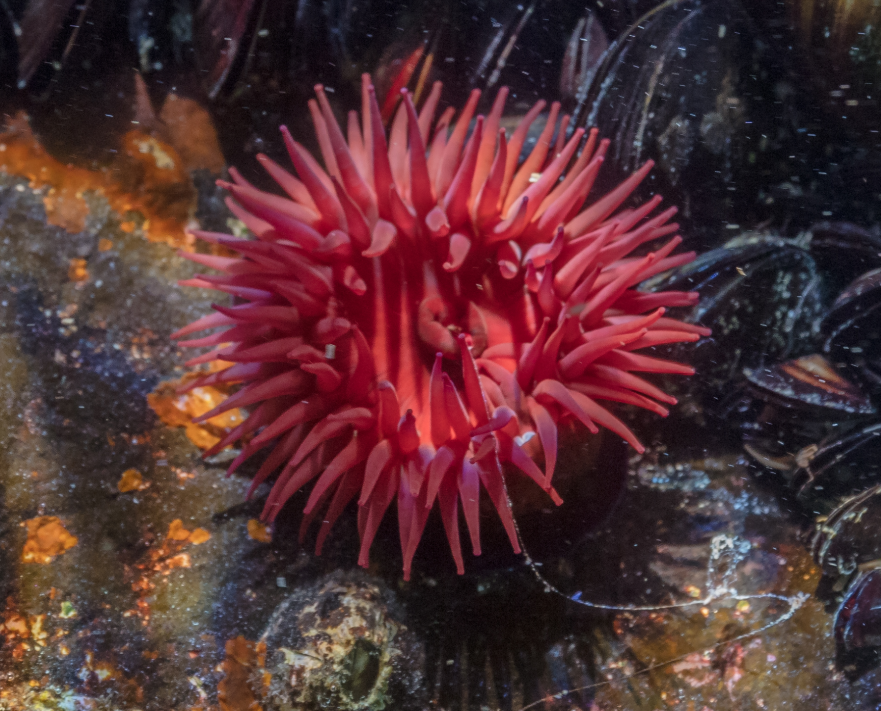 <p>What type of <strong>symmetry </strong>does this sea anemone have?</p>