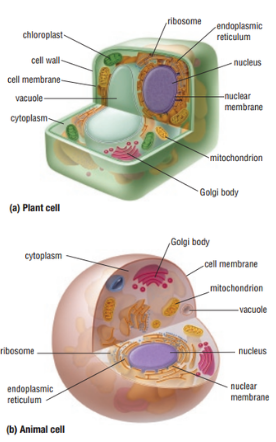 <ol><li><p><strong><span>Plasma Membrane:</span></strong><span> The plasma membrane, also known as the cell membrane, encloses the cell and separates its internal environment from the external surroundings. It regulates the passage of substances in and out of the cell, providing a selective barrier.</span></p></li><li><p><strong><span>Cytoplasm:</span></strong><span> The cytoplasm is the gel-like substance inside the cell that surrounds organelles. It contains various cellular structures and provides a medium for cellular activities.</span></p></li><li><p><strong><span>Nucleus:</span></strong><span> The nucleus is a membrane-bound organelle that houses the cell's genetic material (DNA). It serves as the control center for cellular activities and is involved in the regulation of gene expression.</span></p></li><li><p><strong><span>Genetic Material (DNA/RNA):</span></strong><span> All cells contain genetic material, either in the form of DNA (deoxyribonucleic acid) or RNA (ribonucleic acid). DNA carries the genetic instructions for the cell's structure and function, while RNA is involved in protein synthesis.</span></p></li><li><p><strong><span>Ribosomes:</span></strong><span> Ribosomes are cellular structures responsible for protein synthesis. They can be found free in the cytoplasm or attached to the endoplasmic reticulum.</span></p></li><li><p><strong><span>Cytoskeleton:</span></strong><span> The cytoskeleton is a network of protein filaments and tubules that provides structural support to the cell, helps maintain its shape, and is involved in various cellular processes such as cell division and intracellular transport.</span></p></li><li><p><strong><span>Endoplasmic Reticulum (ER):</span></strong><span> The endoplasmic reticulum is a membrane-bound organelle involved in the synthesis, folding, and transport of proteins and lipids. It can be rough (with ribosomes) or smooth (lacking ribosomes).</span></p></li><li><p><strong><span>Golgi Apparatus:</span></strong><span> The Golgi apparatus is responsible for modifying, sorting, and packaging proteins and lipids for transport to their final destinations within or outside the cell.</span></p></li><li><p><strong><span>Mitochondria:</span></strong><span> Mitochondria are the powerhouses of the cell, producing energy in the form of ATP through cellular respiration. They have their own DNA and are believed to have originated from an ancient symbiotic relationship between cells.</span></p></li><li><p><strong><span>Vacuoles (in plant cells):</span></strong><span> Vacuoles are large membrane-bound sacs found in plant cells. They store nutrients, waste products, and help maintain turgor pressure, contributing to cell rigidity.</span></p></li></ol>