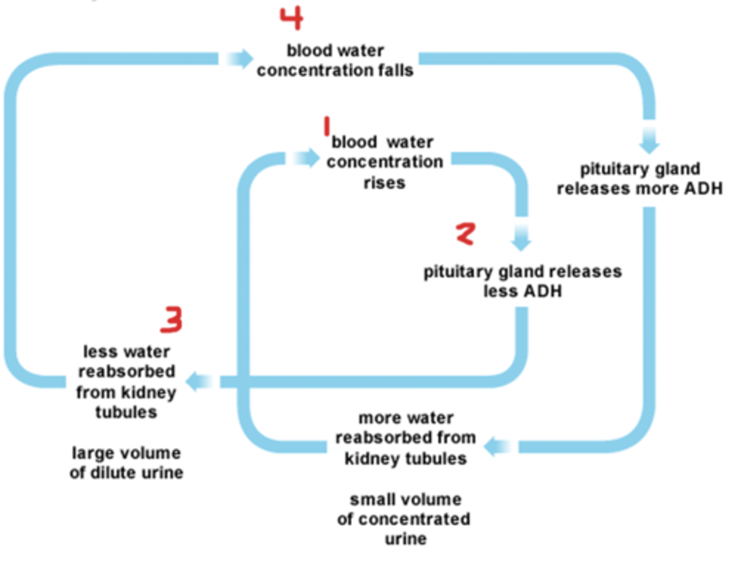 <p>The hypothalamus detects lower concentration of solutes in blood. It sends signals to the kidneys to pass more water in the urine. this restores blood water to its homeostatic range and removes the stimulus for increased urination.</p>