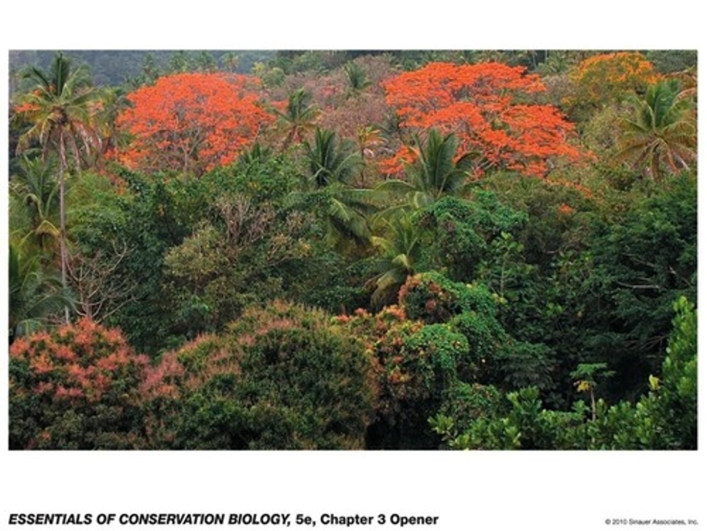 <p>The Wollemi pine.</p>